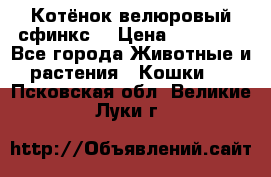 Котёнок велюровый сфинкс. › Цена ­ 15 000 - Все города Животные и растения » Кошки   . Псковская обл.,Великие Луки г.